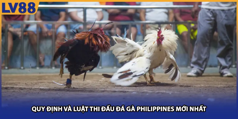 Quy định và luật thi đấu đá gà Philippines mới nhất