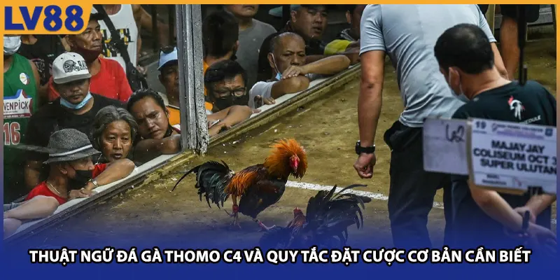 Thuật ngữ đá gà Thomo C4 và quy tắc đặt cược cơ bản cần biết
