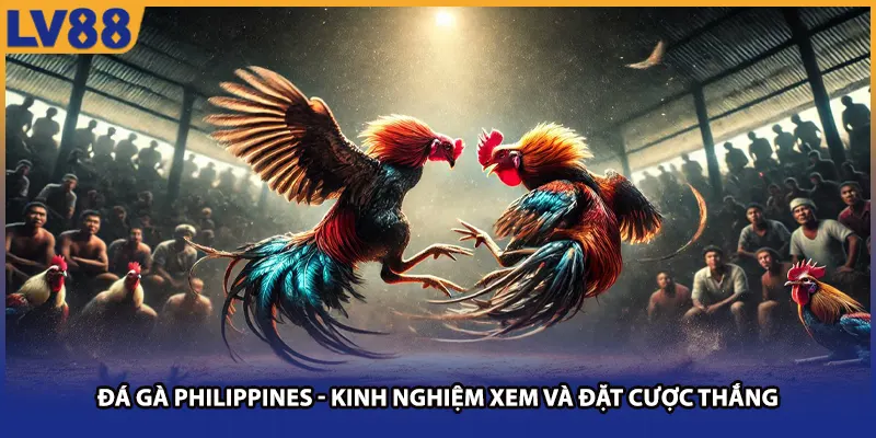 Đá Gà Philippines LV88 - Kinh Nghiệm Xem Và Đặt Cược Thắng